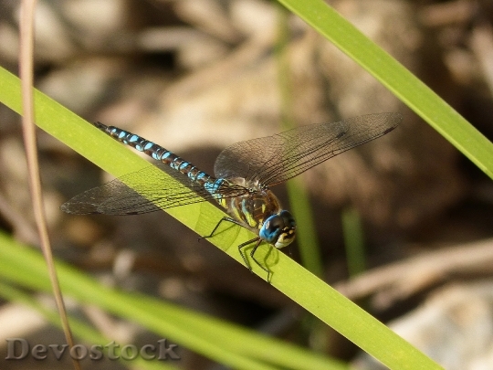 Devostock Dragonfly Blue Leaves River