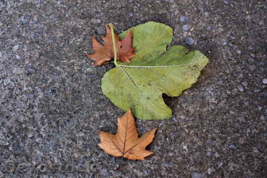 Devostock Dried Leaves Leaves On