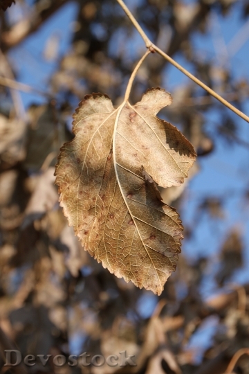 Devostock Dried Leaves Mulberry Trees 0