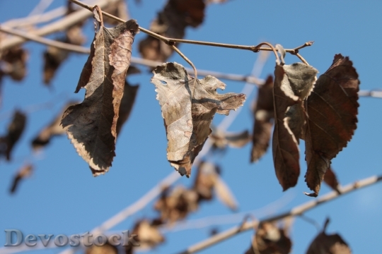 Devostock Dried Leaves Mulberry Trees 1