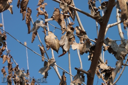 Devostock Dried Leaves Mulberry Trees