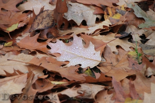 Devostock Droplets Fall Leaf Leaves