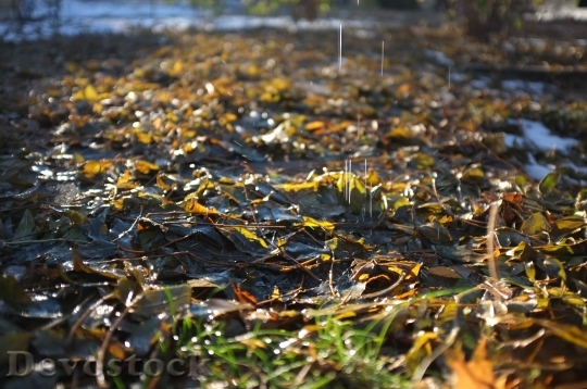 Devostock Drops Autumn Leaves Grass