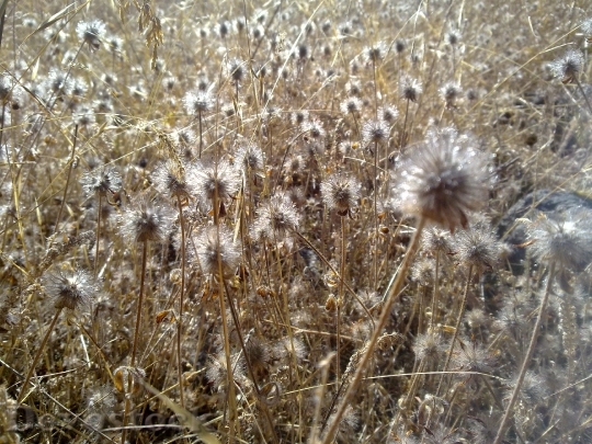 Devostock Dry Grass Weeds Field 0