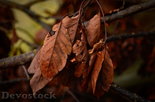 Devostock Dry Leaves Leaves Autumn 0