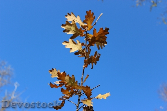 Devostock Dry Leaves Leaves Autumn