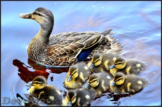 Devostock Duck Ducklings Lake Family