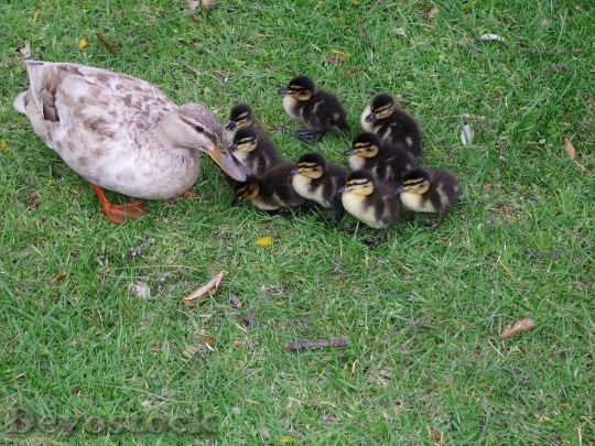 Devostock Ducklings Animals Flock Family