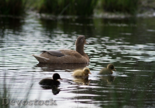 Devostock Ducklings Ducks Chicks Family
