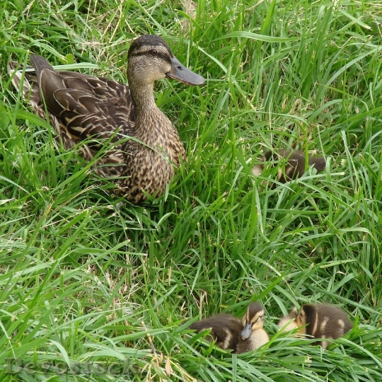 Devostock Ducklings Momma Duck Family