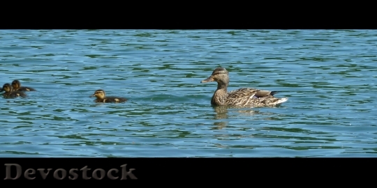 Devostock Ducks Duck Animal Water