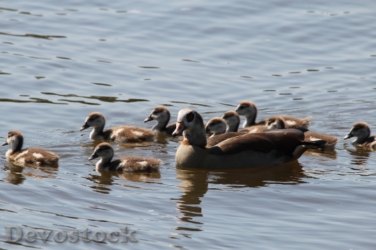 Devostock Ducks Duck Family Chicks