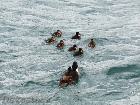 Devostock Ducks Duck Family Water
