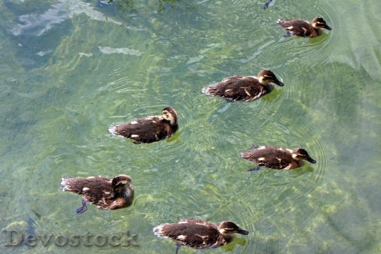 Devostock Ducks Family Chicks Young 0