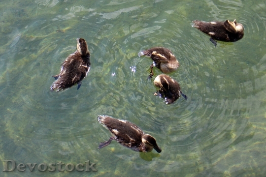 Devostock Ducks Family Chicks Young