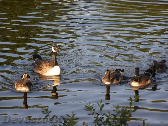 Devostock Ducks Family Lake Bird