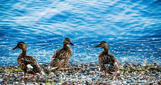 Devostock Ducks Lake Animals Nature