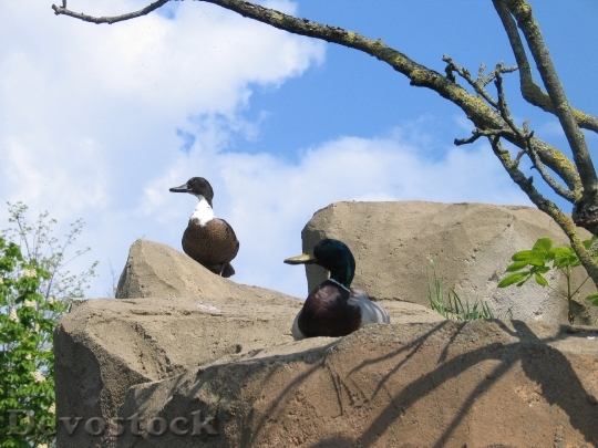 Devostock Ducks Nature Rock Water