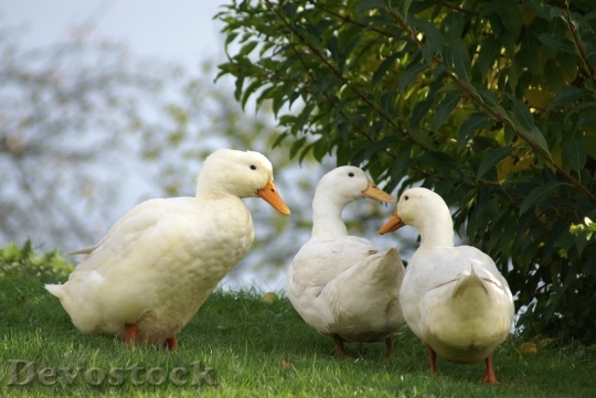 Devostock Ducks White Animals Bird
