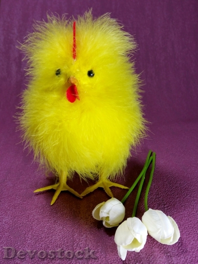 Devostock Easter Chicks Chicken Hahn 2