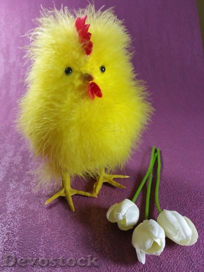 Devostock Easter Chicks Chicken Hahn 3
