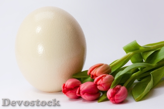 Devostock Egg Spring Fr C3