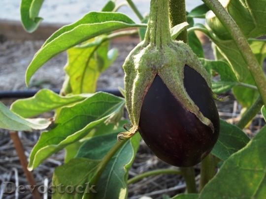Devostock Eggplant Fruit Orchard 1548559