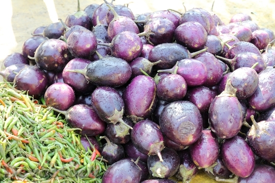 Devostock Eggplant Indian Brinjal Aubergine