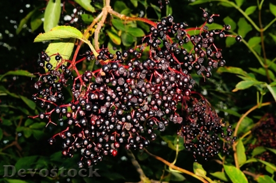 Devostock Elder Berries Black Lilac