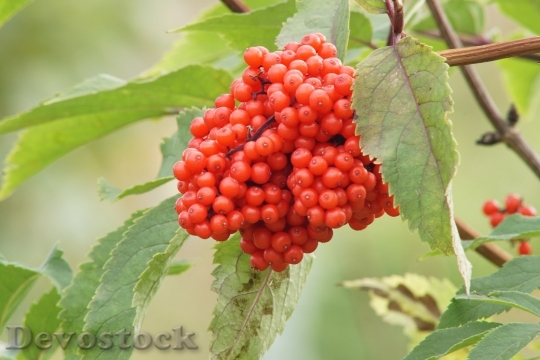 Devostock Elder Red Berries Fruits