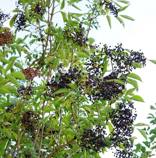Devostock Elderberries Black Elderberry 418754