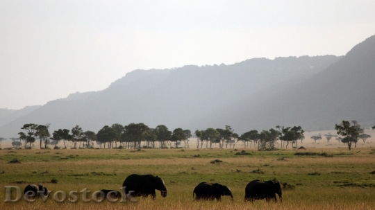 Devostock Elephant Africa Safari Family