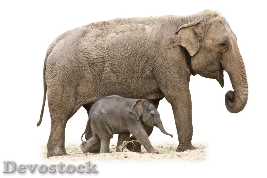 Devostock Elephant Animal African Nature 3