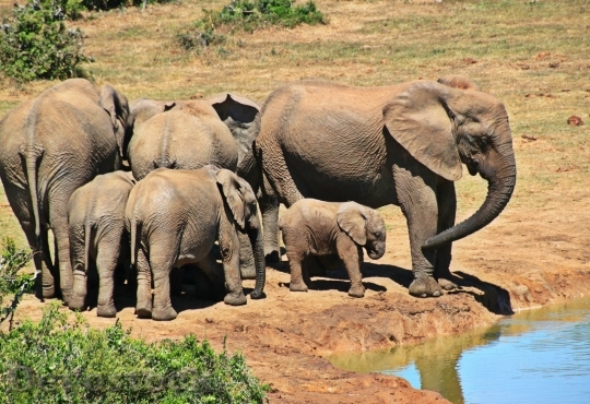 Devostock Elephant Animal Herd Elephants