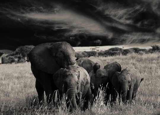 Devostock Elephant Animals Flock Africa