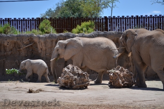 Devostock Elephant Elephants Family Zoo