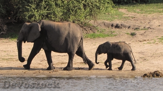 Devostock Elephant Family Botswana Chobe
