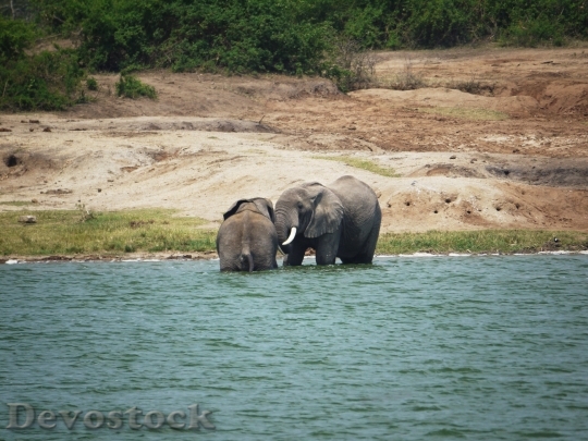 Devostock Elephant Swim Play Uganda
