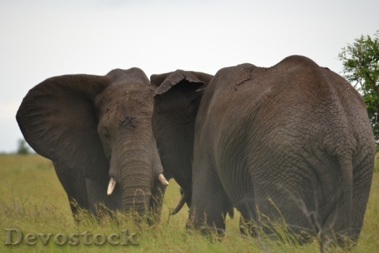 Devostock Elephants Africa Wildlife Nature