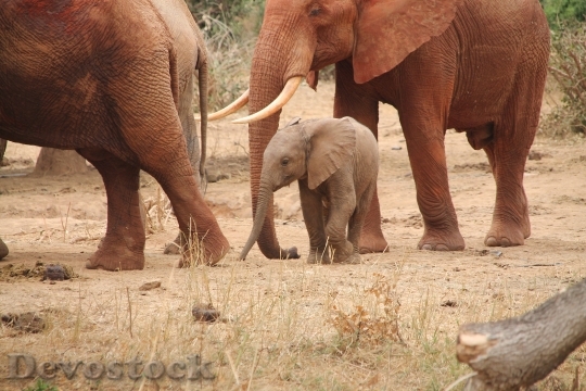 Devostock Elephants Baby Elephant Wildlife