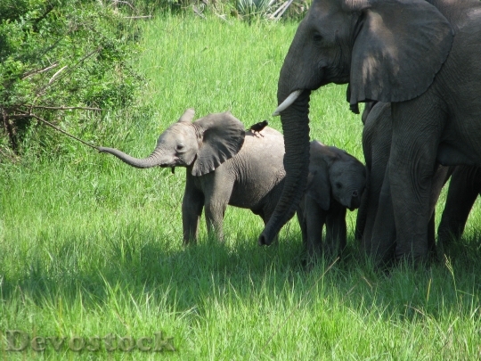 Devostock Elephants Elephant Family Baby