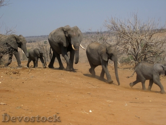 Devostock Elephants Family Group Animals