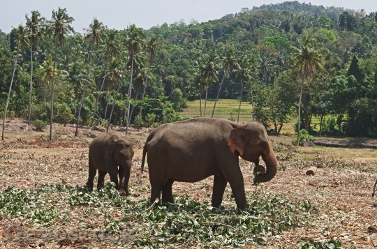 Devostock Elephants Jungle Sri Lanka