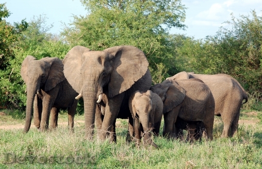 Devostock Elephants Mammals Herd Family