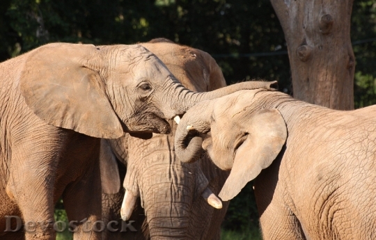 Devostock Elephants Parents Child Three