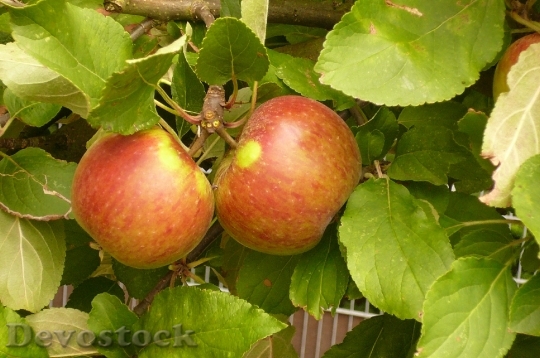 Devostock Elstar Apple Fruit Vitamins