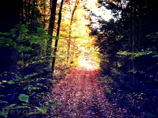 Devostock Enlightened Forest Path During
