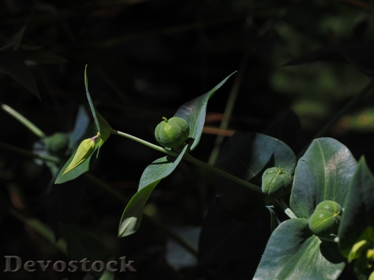 Devostock Euphorbia Lathyris Spurge Euphorbia 1