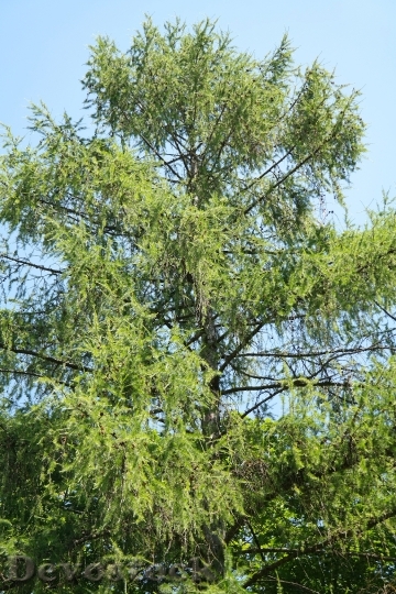 Devostock European Larch Tree Conifer
