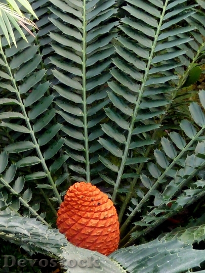 Devostock Exotic Plant Leaves Fruit
